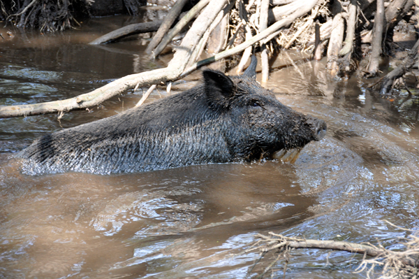 feral pig