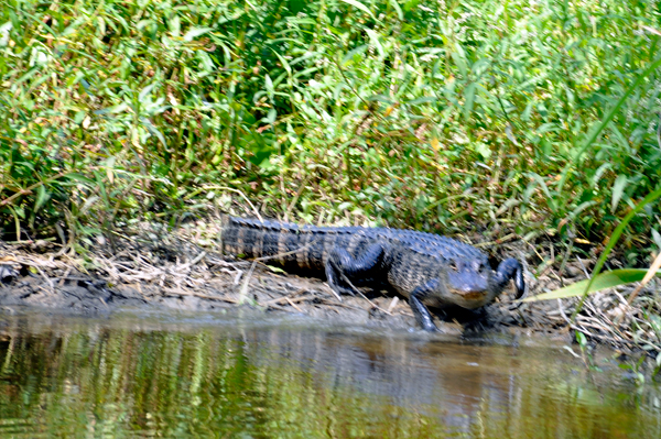 alligator