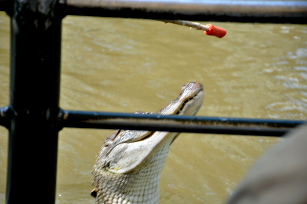 alligator