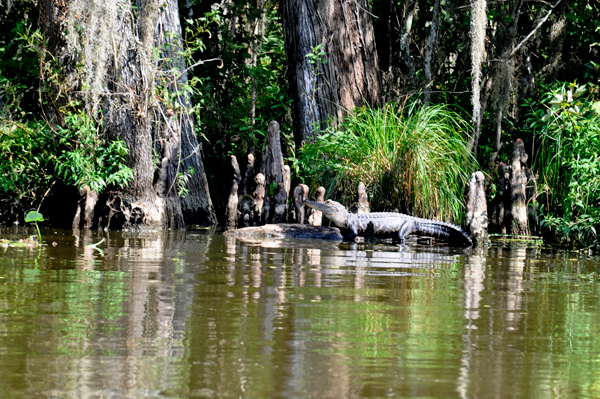 alligator