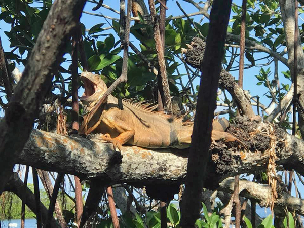 iguana hissing at the two RV Gypsies