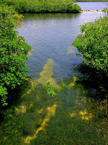 view of John Pennekamp waterways