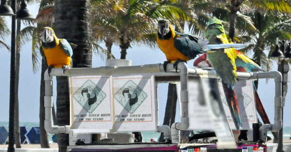 parrots on the beach