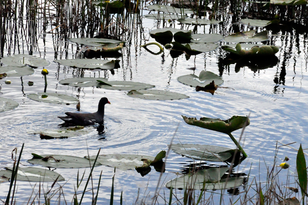 bird swimming