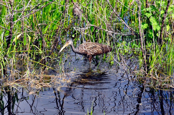bird in the swamp