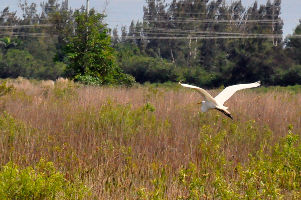 Egret flying