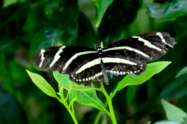 Zebra Longwing butterfly