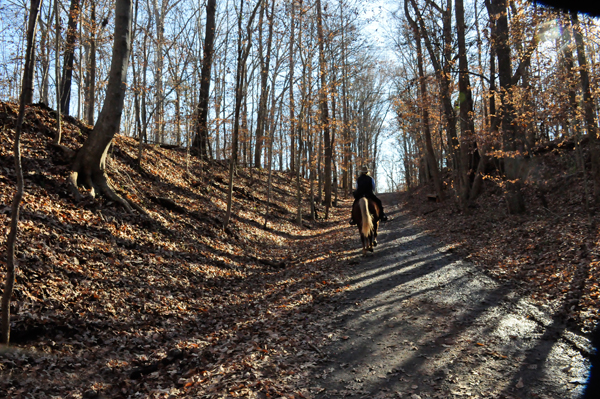 horse and rider on the hiking trail