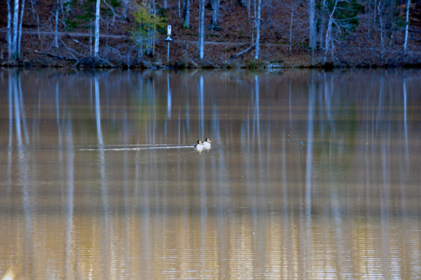 ducks on Lake Haigler