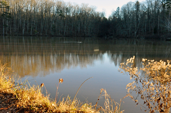 ducks on Lake Haigler