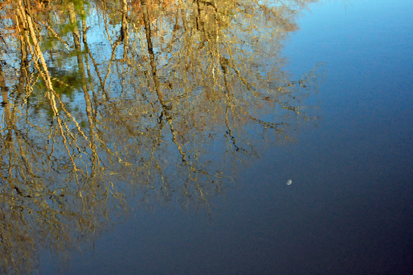 moon reflection in Lake Haigler