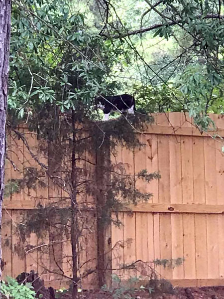 cat on the fence