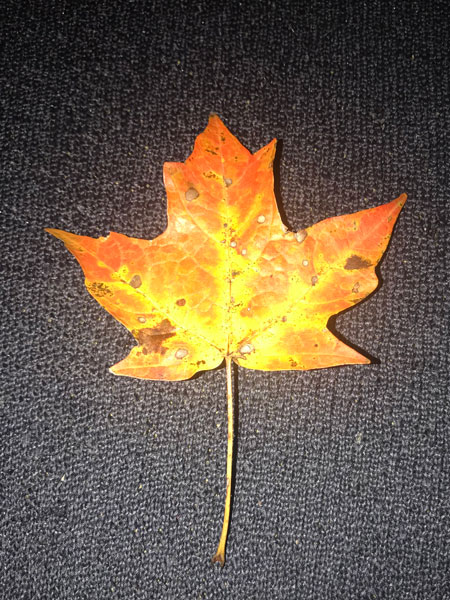 Leaf on our doorstep