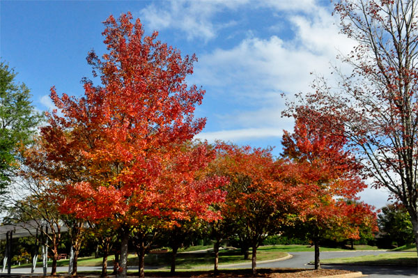 fall foliage in SC 2018