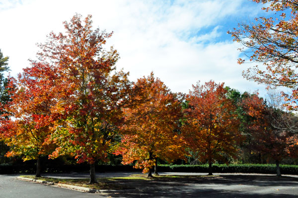 fall foliage in SC 2018