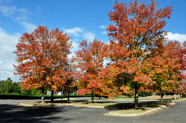 fall foliage in SC 2018