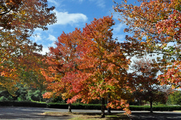 fall foliage in SC 2018