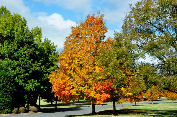 fall foliage in SC 2018