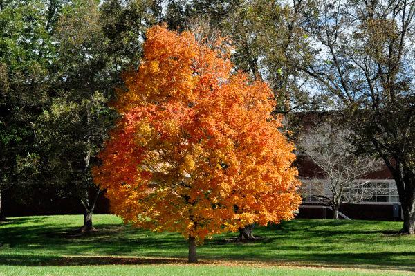 fall foliage in SC 2018