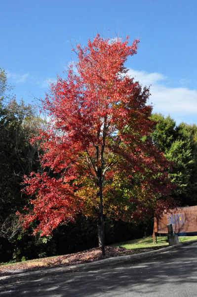 fall foliage in SC 2018