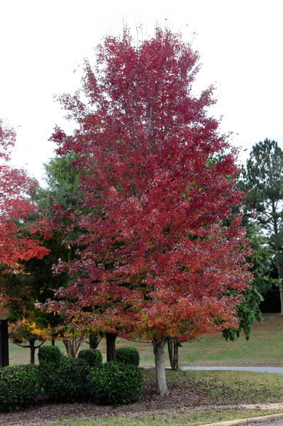 fall foliage in SC 2018