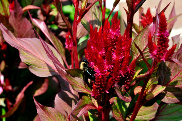 flower and a bee