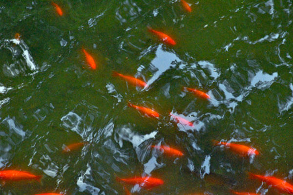 goldfish in a pond