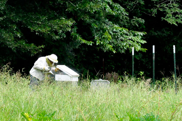 Lou at the bee hives