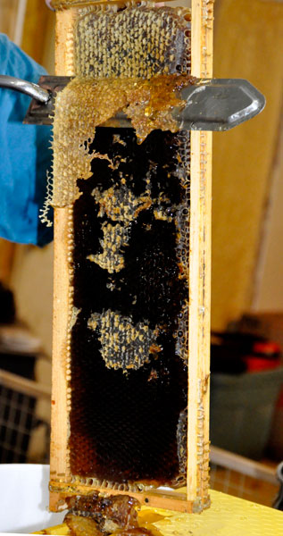 scraping the honey