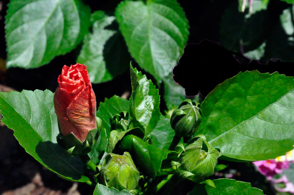 a closed up flower