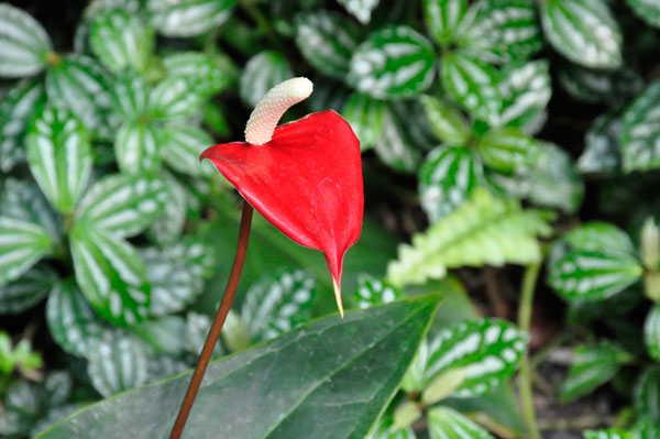 Flamingo Flower