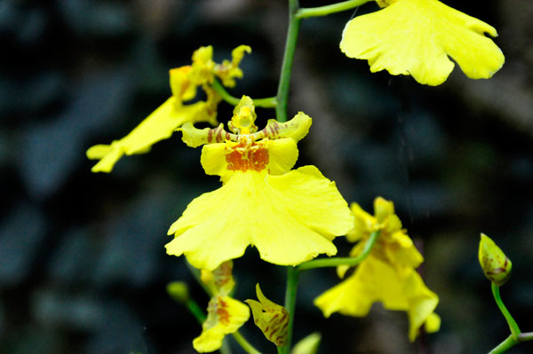 orchids at Daniel Stowe Botanical Garde