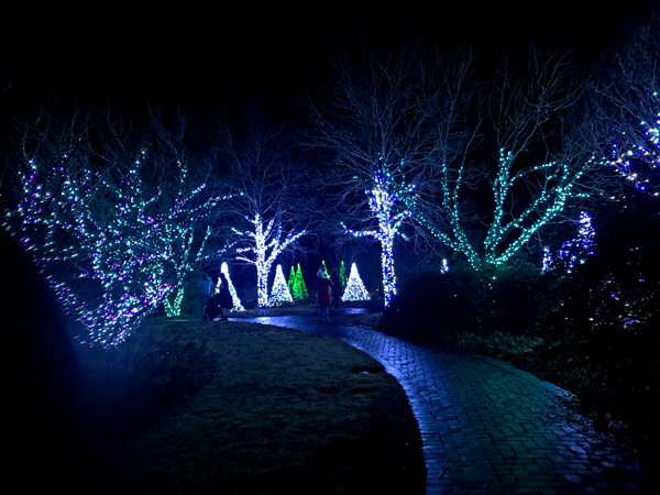 lighted Christmas display on real trees