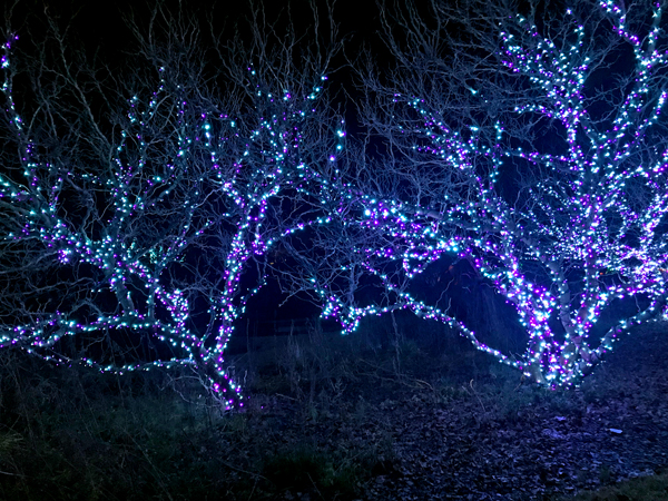 lighted Christmas display on real trees