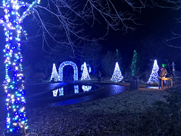 lighted Christmas display on real trees