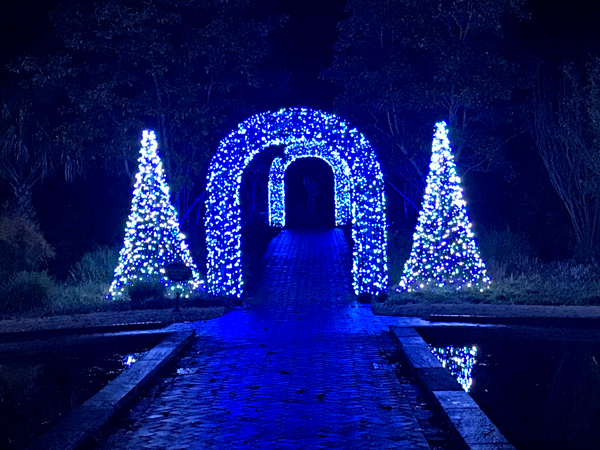 lighted Christmas display on real trees