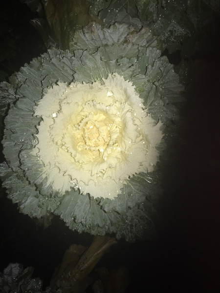 giant cabbage