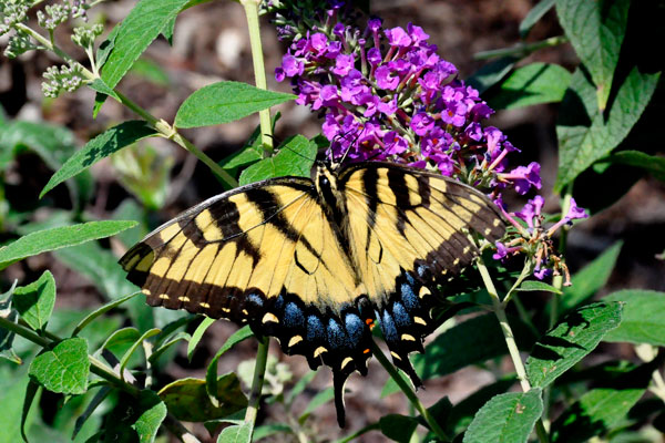 Eastern Tiger Swallowtail Butterfly