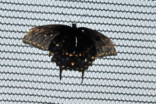 butterfly