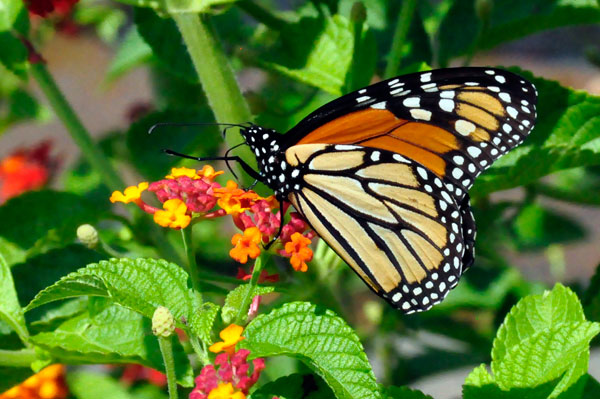 Monarch Butterfly