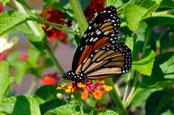 Monarch Butterfly