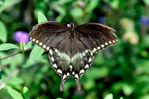 Black Swallowtail Butterfly