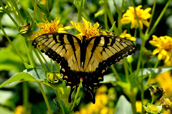 Giant Swallowtail butterfly