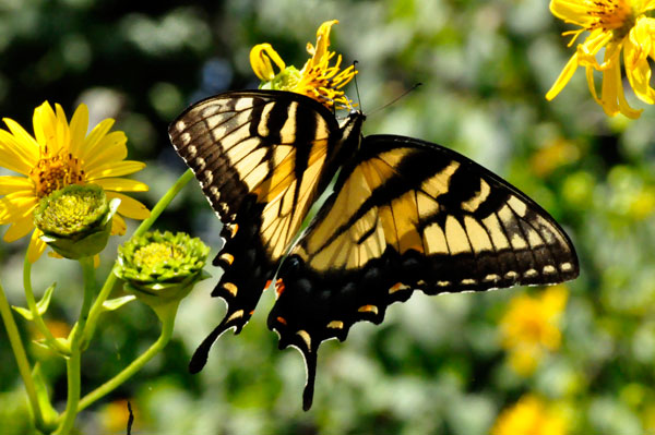 Giant Swallowtail butterfly