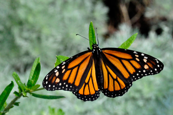 Monarch Butterfly