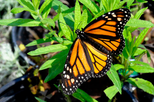 Monarch Butterfly