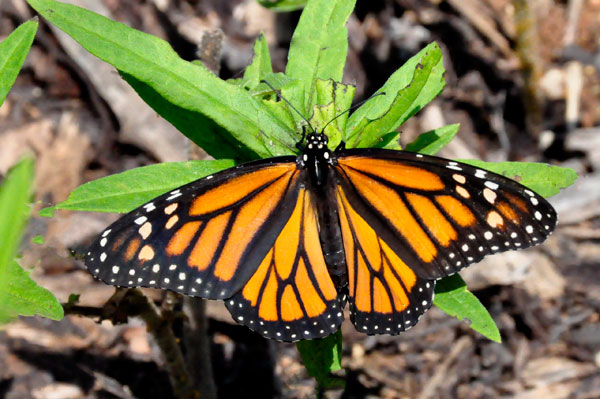 Monarch Butterfly