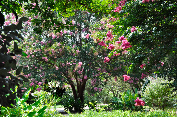 flowering tree