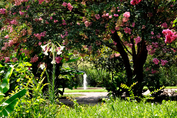 flowering tree and a water fountain