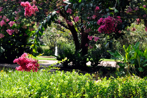 flowering tree and a water fountain